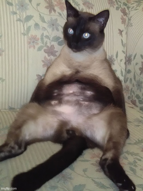 Siamese Kitty Belly | image tagged in siamese kitty belly | made w/ Imgflip meme maker