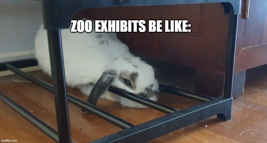 zoo animals | ZOO EXHIBITS BE LIKE: | image tagged in animals,aww,cute,funny | made w/ Imgflip meme maker