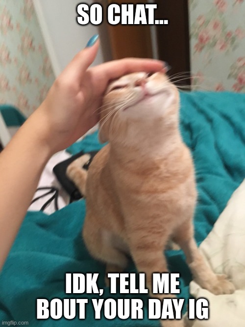 :> | SO CHAT... IDK, TELL ME BOUT YOUR DAY IG | image tagged in cat pat | made w/ Imgflip meme maker