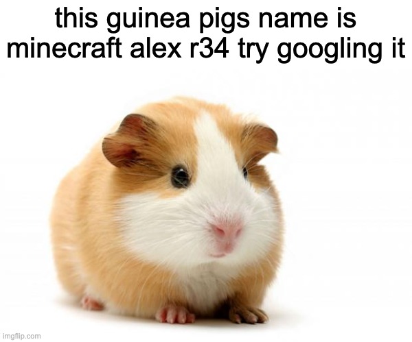 Guinea pig | this guinea pigs name is minecraft alex r34 try googling it | image tagged in guinea pig | made w/ Imgflip meme maker