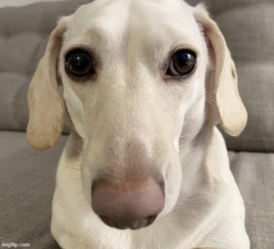 i know what you are | image tagged in homophobic dog | made w/ Imgflip meme maker