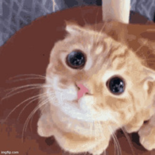the boiled 1 cat | image tagged in i am losing my grip on reality they boiled my son alive | made w/ Imgflip meme maker