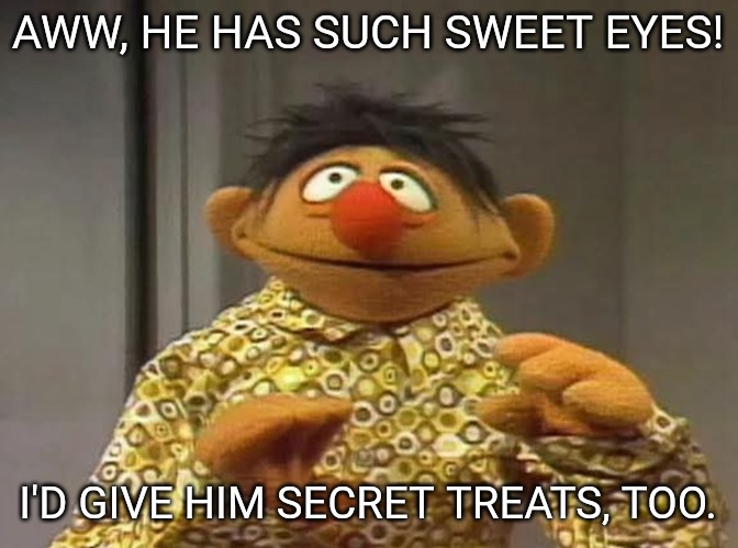 Ernie shocked by what he saw | AWW, HE HAS SUCH SWEET EYES! I'D GIVE HIM SECRET TREATS, TOO. | image tagged in ernie shocked by what he saw | made w/ Imgflip meme maker