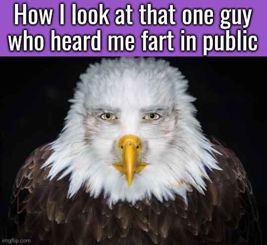 Bald Eagle Stare | How I look at that one guy
who heard me fart in public | image tagged in bald eagle stare | made w/ Imgflip meme maker