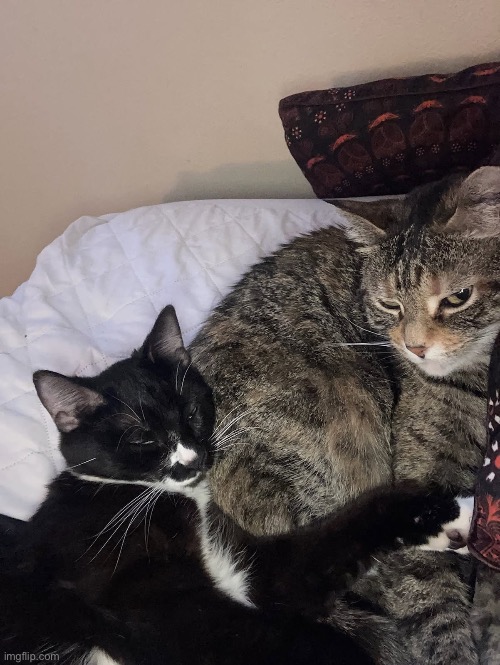 here are my cats: toph and aria | made w/ Imgflip meme maker
