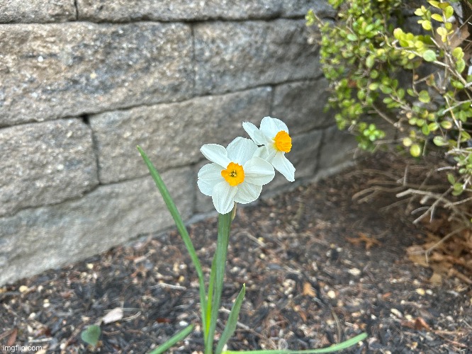 Flowers | made w/ Imgflip meme maker