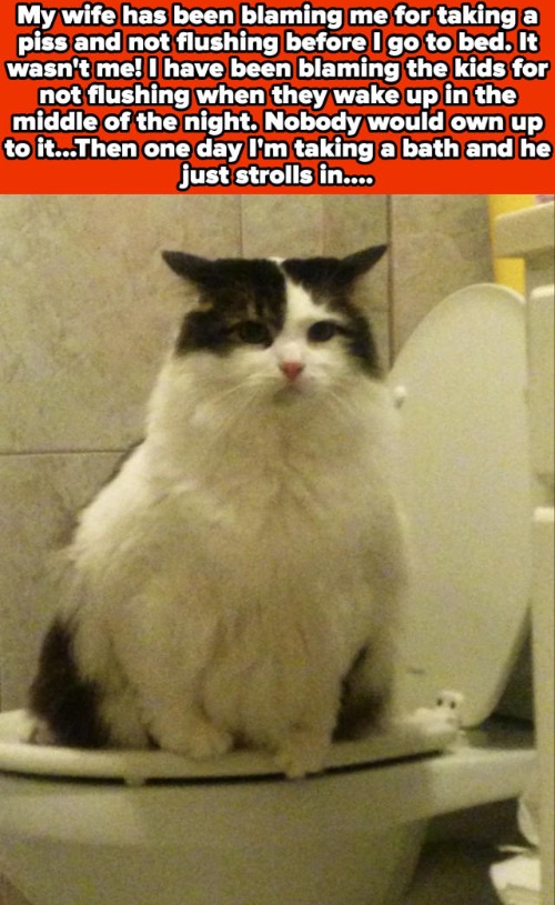 It's Usually The Cat That's Guilty | image tagged in cats,guilty,funny cat memes,proud and defiant,hilarious memes,bathroom | made w/ Imgflip meme maker