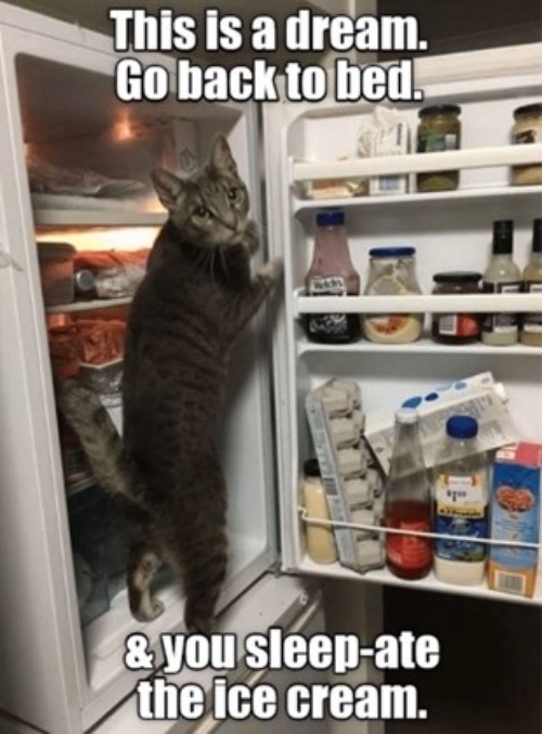 Only A Dream | image tagged in cats,funny cats,stealing,raiding refrigerator,liar liar,sleep eating | made w/ Imgflip meme maker
