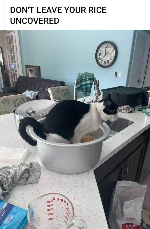 Rice Pisser | image tagged in cats,funny cats,bad kitty,peeing,spiteful turd,never trust a cat | made w/ Imgflip meme maker