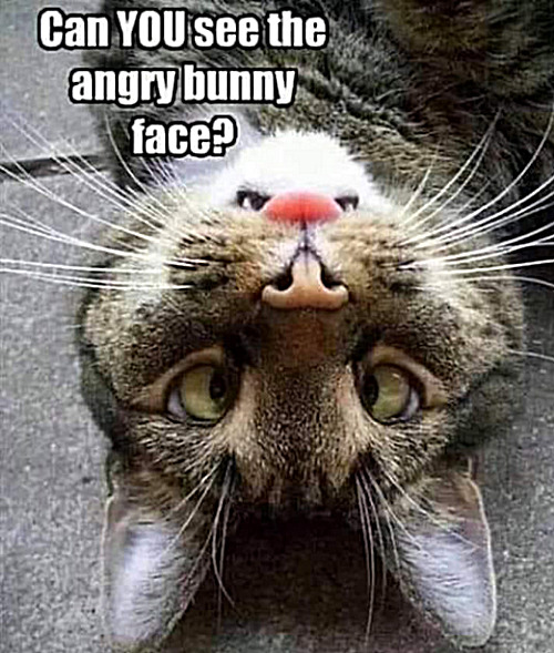 Can you? | image tagged in memes,cats | made w/ Imgflip meme maker