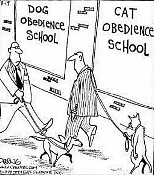 So true. | image tagged in memes,cats | made w/ Imgflip meme maker