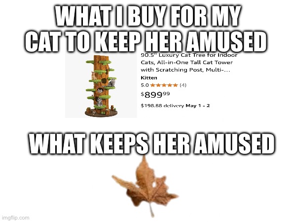 Money down the drain | WHAT I BUY FOR MY CAT TO KEEP HER AMUSED; WHAT KEEPS HER AMUSED | made w/ Imgflip meme maker