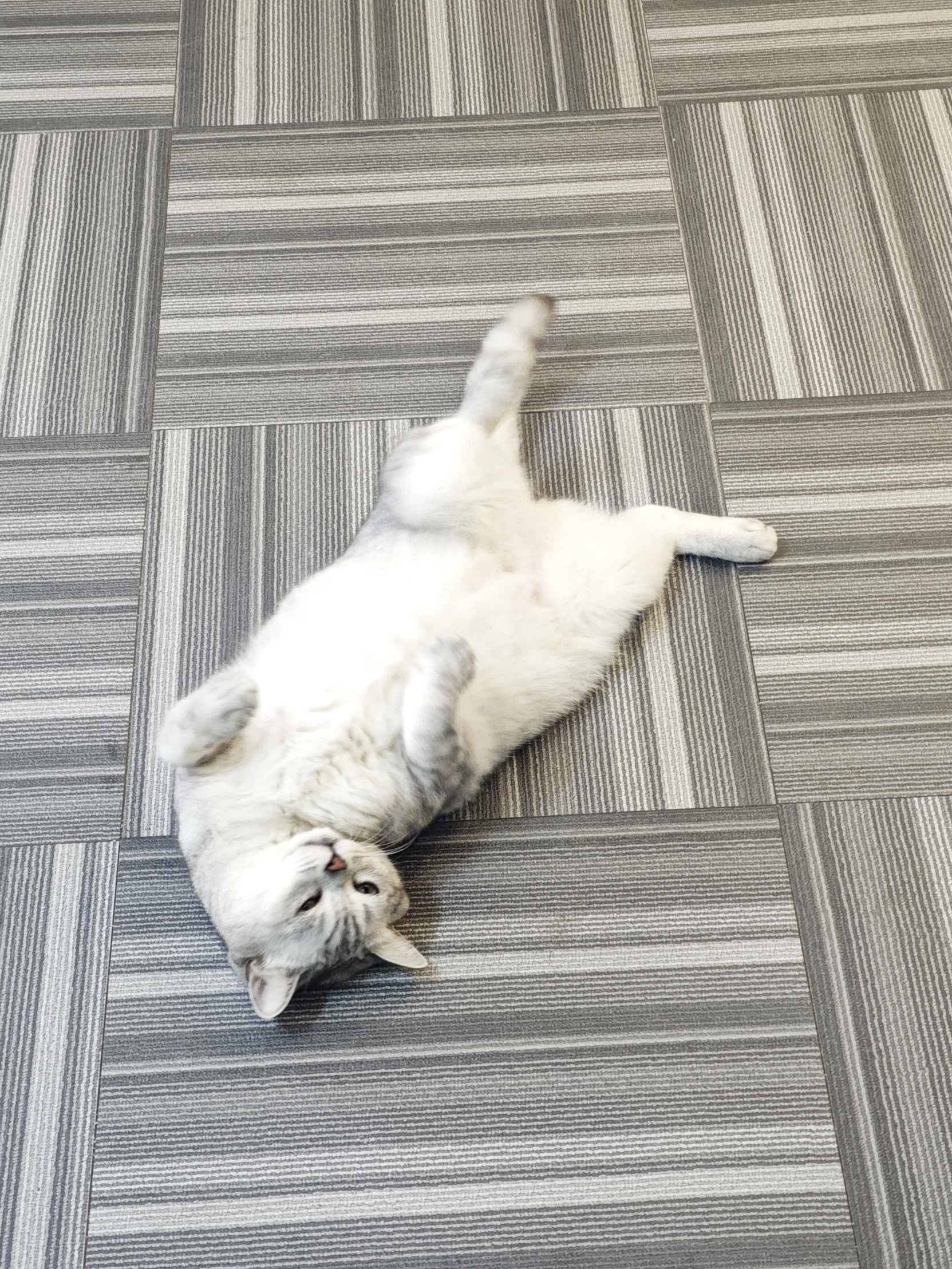 Funny cat Blank Meme Template