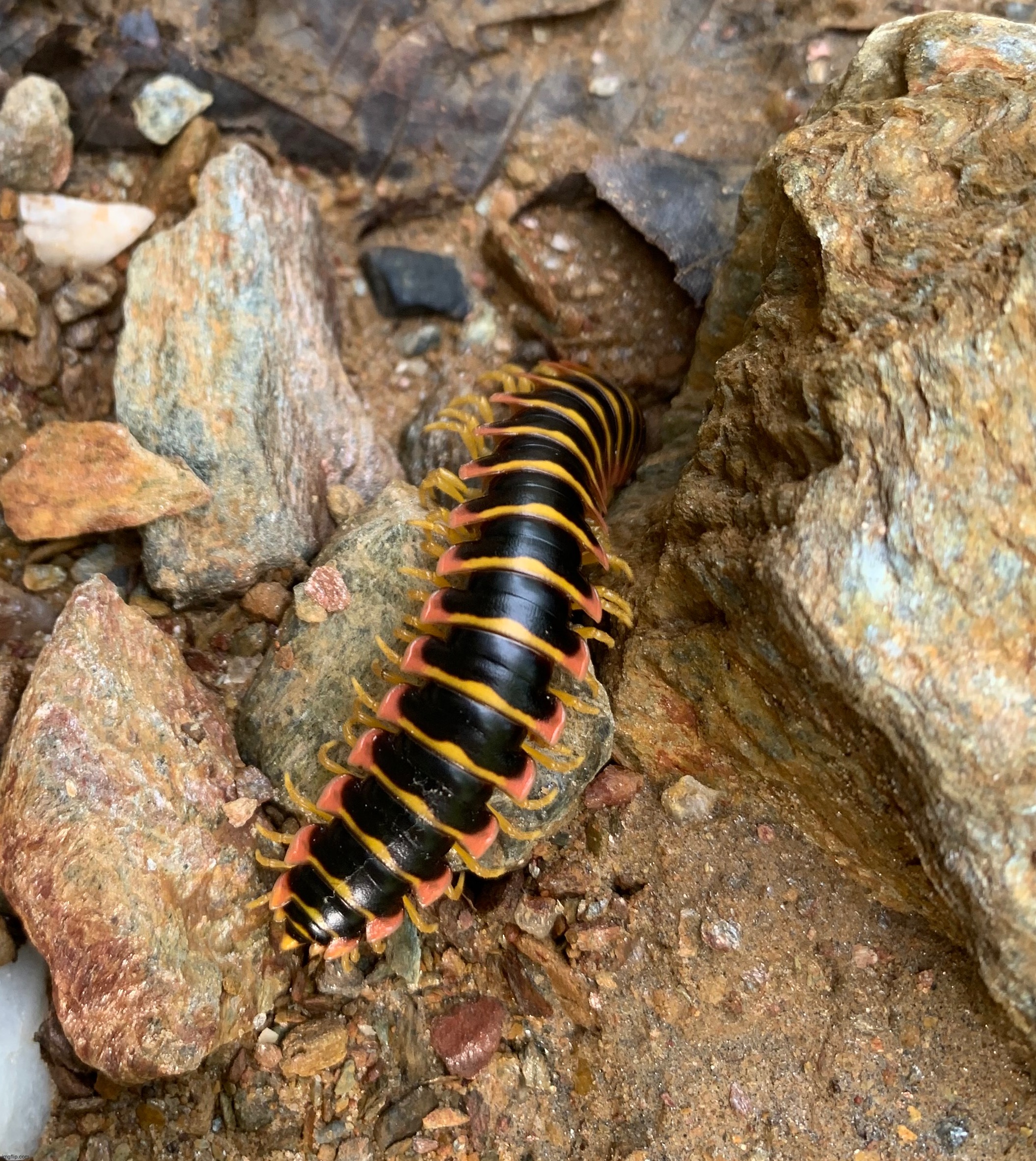 Apheloria virginiensis | made w/ Imgflip meme maker