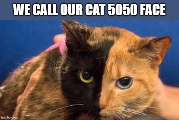 We call our cat 5050 Face.   - humor - | WE CALL OUR CAT 5050 FACE | image tagged in cats,funny,kitten,face,humor | made w/ Imgflip meme maker