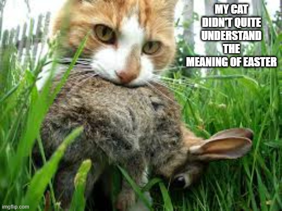 My cat doesn't quite get the meaning of Easter.  - funny - | MY CAT DIDN'T QUITE UNDERSTAND THE MEANING OF EASTER | image tagged in cats,funny,kitten,easter,bunny,humor | made w/ Imgflip meme maker