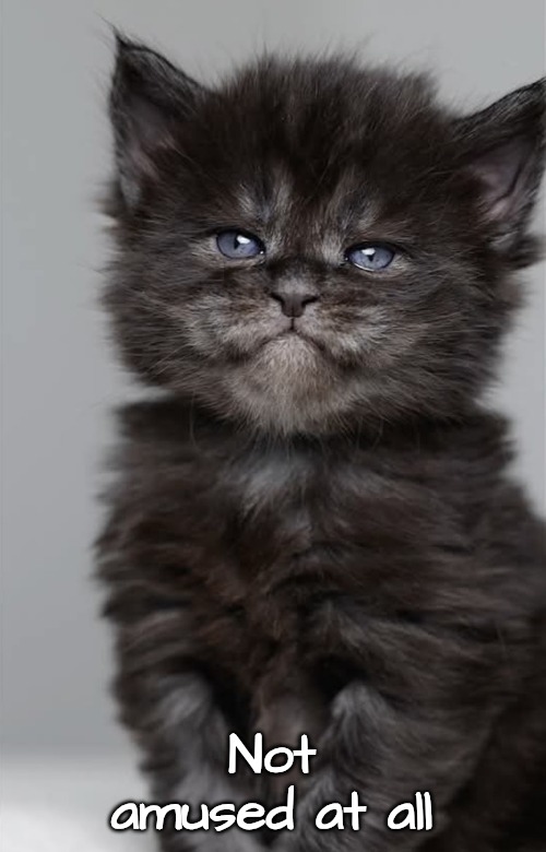 Disgruntled | Not amused at all | image tagged in disgruntled | made w/ Imgflip meme maker
