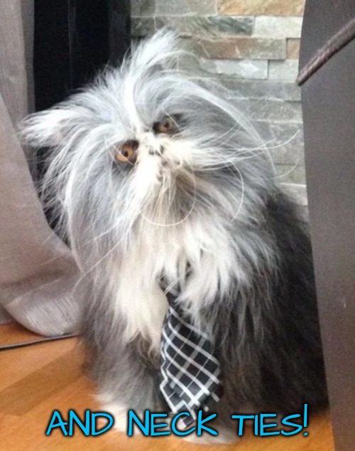 What the? | AND NECK TIES! | image tagged in what the | made w/ Imgflip meme maker