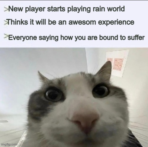 Cat looks inside | New player starts playing rain world; Thinks it will be an awesom experience; Everyone saying how you are bound to suffer | image tagged in cat looks inside | made w/ Imgflip meme maker