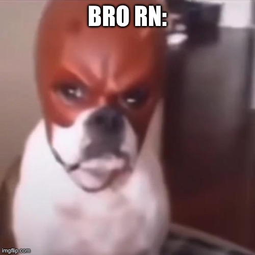 BRO RN: | image tagged in dog with daredevil mask | made w/ Imgflip meme maker