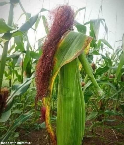 cornhub Blank Meme Template