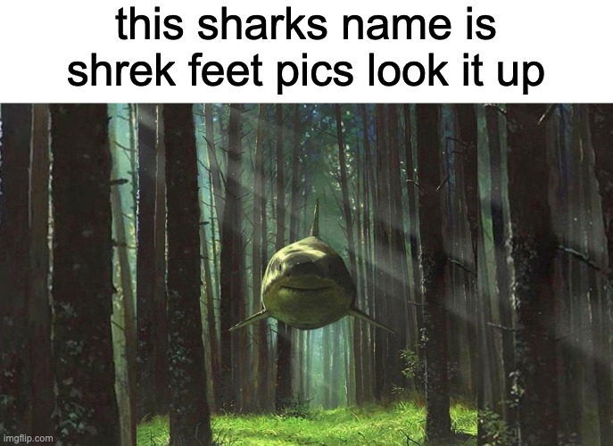 shark in the forest | this sharks name is shrek feet pics look it up | image tagged in shark in the forest | made w/ Imgflip meme maker