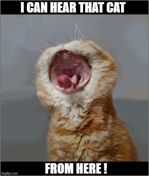 Waaaaaaaaaaaah ! | I CAN HEAR THAT CAT; FROM HERE ! | image tagged in cats,screaming | made w/ Imgflip meme maker
