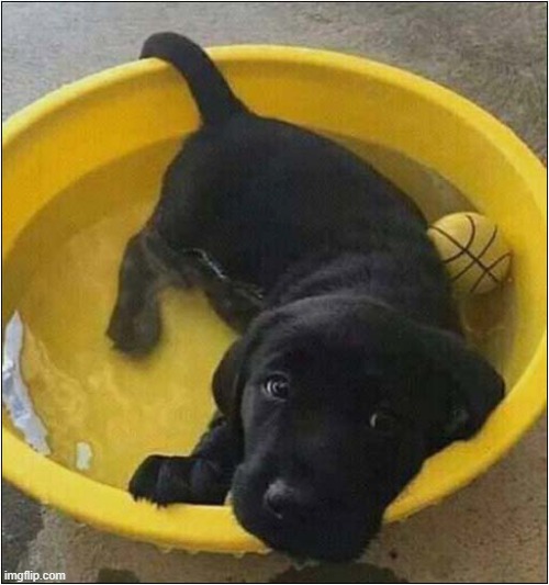 When It's Too Hot To Play | image tagged in dogs,puppy,labrador,bowl,too hot,play | made w/ Imgflip meme maker