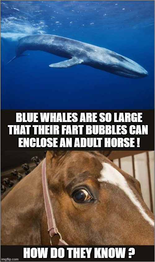 Just A Weird 'Fact' ! | BLUE WHALES ARE SO LARGE
THAT THEIR FART BUBBLES CAN 
ENCLOSE AN ADULT HORSE ! HOW DO THEY KNOW ? | image tagged in blue whale,farts,bubbles,curious,horse | made w/ Imgflip meme maker