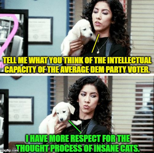 Ouch, eh? | ___; TELL ME WHAT YOU THINK OF THE INTELLECTUAL CAPACITY OF THE AVERAGE DEM PARTY VOTER. __; I HAVE MORE RESPECT FOR THE THOUGHT PROCESS OF INSANE CATS. | image tagged in yep | made w/ Imgflip meme maker