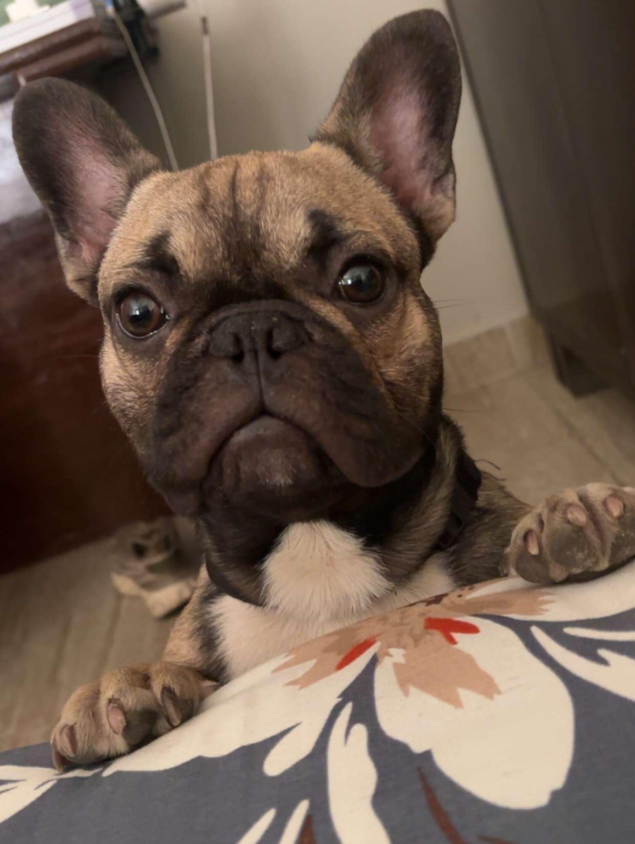 Frenchie Blank Meme Template