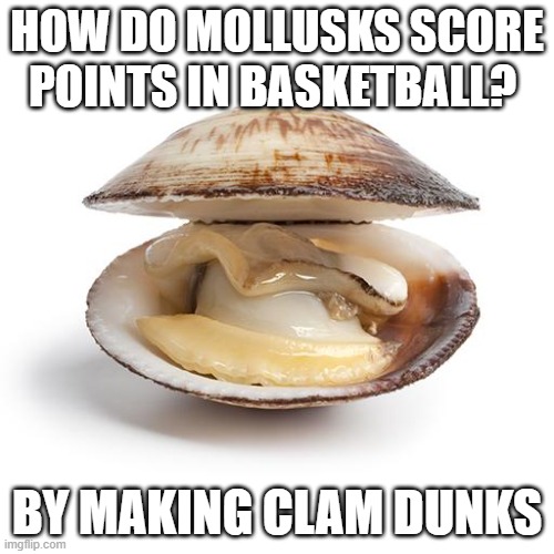 cringy joke | HOW DO MOLLUSKS SCORE POINTS IN BASKETBALL? BY MAKING CLAM DUNKS | image tagged in clam | made w/ Imgflip meme maker