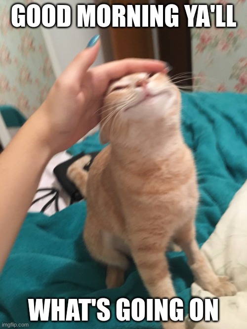 What's up? | GOOD MORNING YA'LL; WHAT'S GOING ON | image tagged in cat pat | made w/ Imgflip meme maker