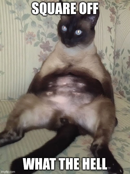Siamese Kitty Belly | SQUARE OFF; WHAT THE HELL | image tagged in siamese kitty belly | made w/ Imgflip meme maker