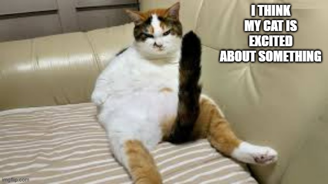 I think my cat is excited about something.  - funny - | I THINK MY CAT IS EXCITED ABOUT SOMETHING | image tagged in funny,cat,kitten,humor,funny cat memes | made w/ Imgflip meme maker