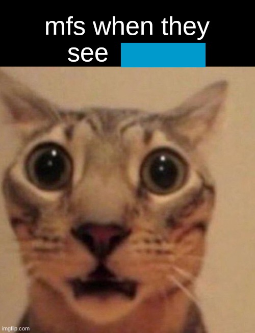 Shocked cat | mfs when they see | image tagged in shocked cat | made w/ Imgflip meme maker