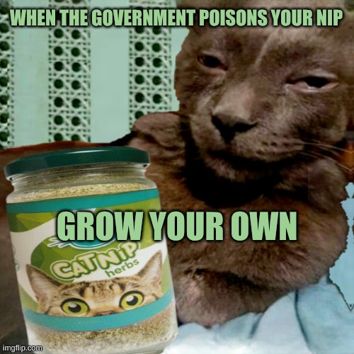 NO GMO | WHEN THE GOVERNMENT POISONS YOUR NIP; GROW YOUR OWN | image tagged in shit poster 4 lyfe,catnip,scumbag government,growing up,independence,10 cat | made w/ Imgflip meme maker