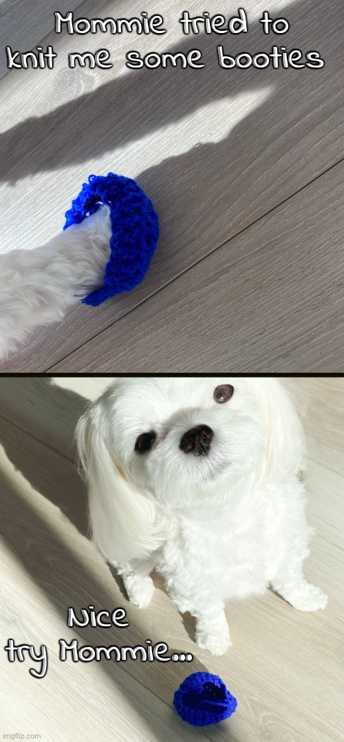 Dexter doesn’t like his new booties very much. | Mommie tried to knit me some booties; Nice try Mommie… | image tagged in funny memes,dexter | made w/ Imgflip meme maker