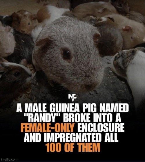 Randy | image tagged in guinea pig | made w/ Imgflip meme maker