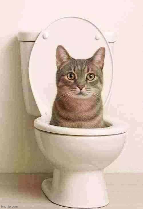 skibidi cat | image tagged in skibidi cat,2kibidi cat,skibidi car | made w/ Imgflip meme maker