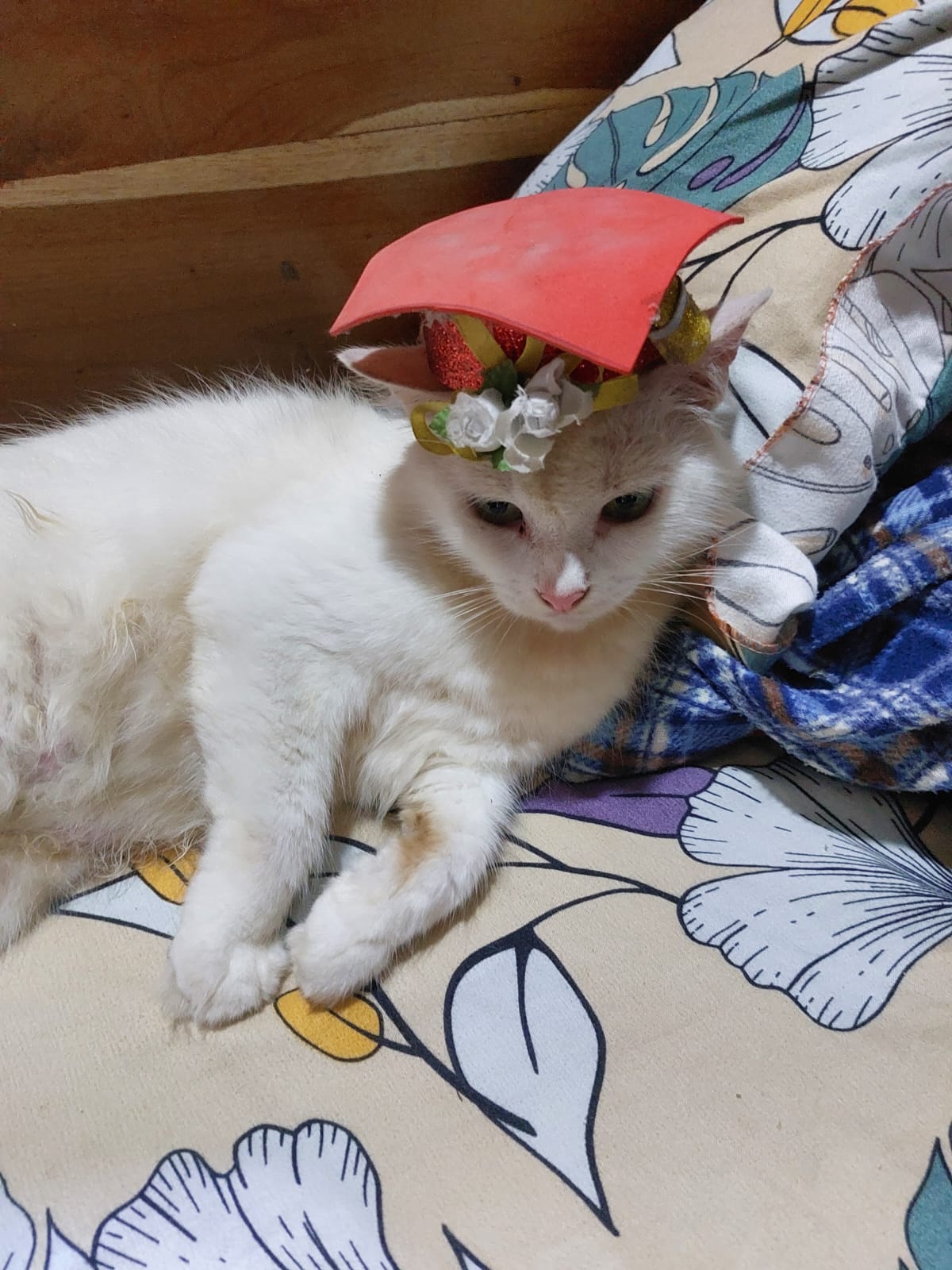 NIKKY Blank Meme Template