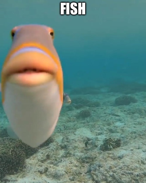 Day 28 of fish | FISH | image tagged in staring fish | made w/ Imgflip meme maker