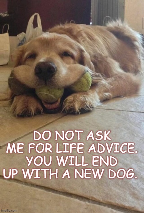 dog | DO NOT ASK ME FOR LIFE ADVICE.
YOU WILL END UP WITH A NEW DOG. | image tagged in smile dog | made w/ Imgflip meme maker
