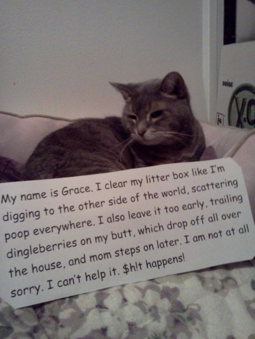 Dingleberry Trailer | image tagged in cats,funny,funny cat memes,dingleberries,shame,proud | made w/ Imgflip meme maker