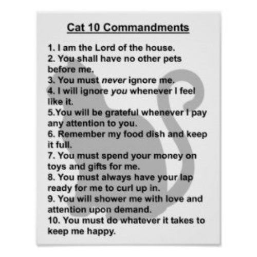 Cat's 10 Commandments | image tagged in cats,10 commandments of cats,funny cats,hilarious,selfish,narcissistic turds | made w/ Imgflip meme maker