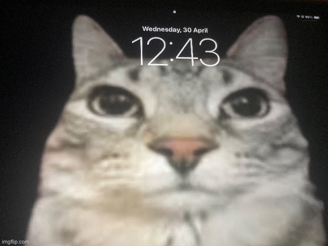 W wallpaper or nah (love this cat sm) | made w/ Imgflip meme maker