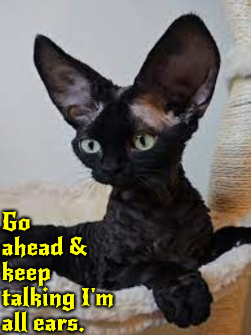 I'm All Ears | Go ahead & keep talking I'm all ears. | image tagged in cats,funny cat memes,i'm all ears,big ears,cute cat,gremlin | made w/ Imgflip meme maker