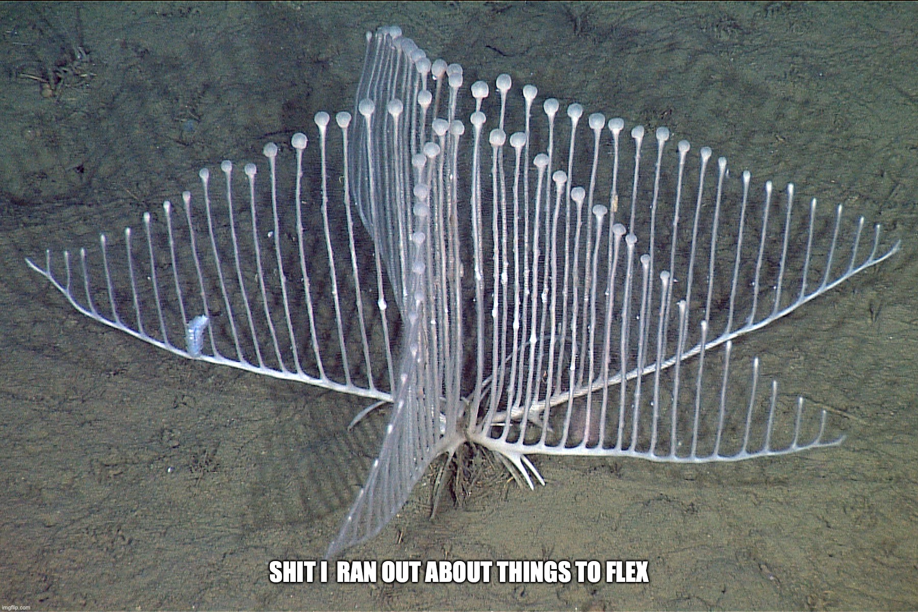 pure nightmare fucking fuel | SHIT I  RAN OUT ABOUT THINGS TO FLEX | image tagged in pure nightmare fucking fuel | made w/ Imgflip meme maker