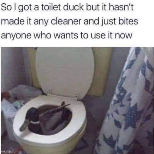 Toilet duck | image tagged in toilet,duck,bite | made w/ Imgflip meme maker