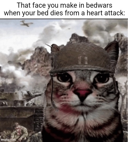 Literally no one: | That face you make in bedwars when your bed dies from a heart attack: | image tagged in 1000 yard cat | made w/ Imgflip meme maker